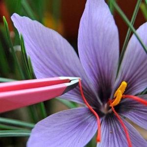 saffron-nano-than-duoc-lam-dep-tu-thien-nhien