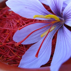 saffron-nano-tinh-chatduong-da-tu-nhuy-hoa-nghe-tay