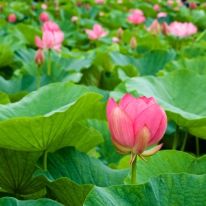 la-sen-trongtra-dao-giam-can-ladys-plus-slim-giup-giam-can-hieu-qua-va-noi-bantra-dao-giam-can-ladys-plus-slim-uy-tin